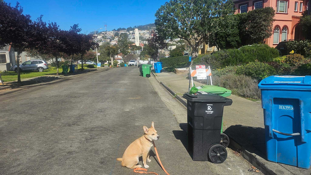 A small tan dog with a light-colored chest sits on the street beside a trash bin, with its orange leash loosely on the ground in a sunny neighborhood.